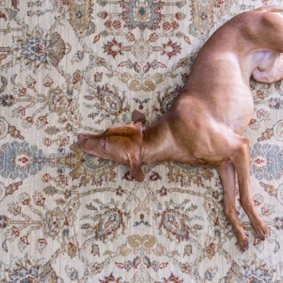 Area Rugs Inspiration